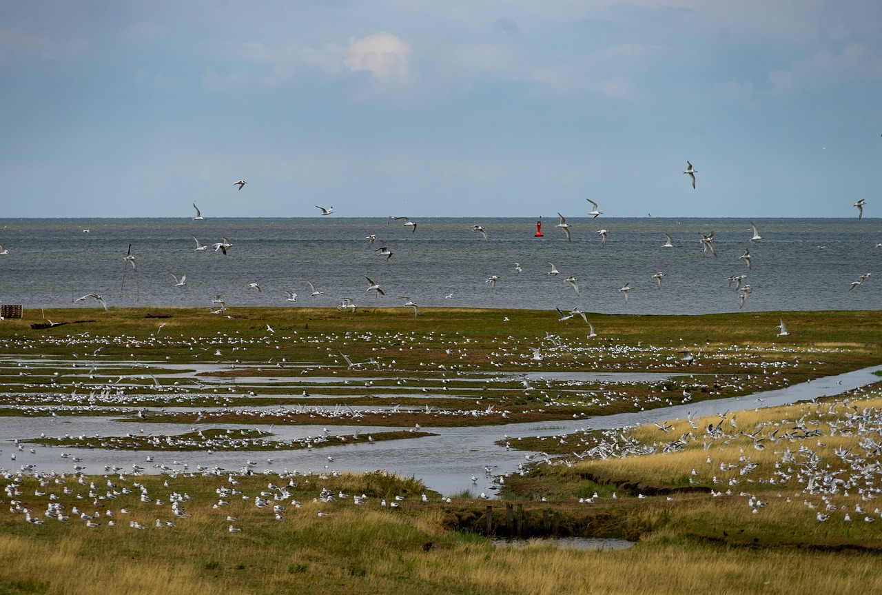 nature  landscape  northern germany free photo