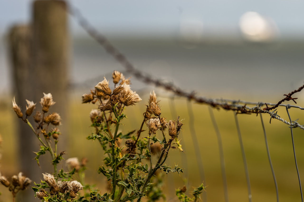 nature  plant  thistle free photo