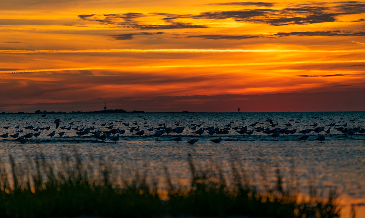 nature  sunset  sky free photo