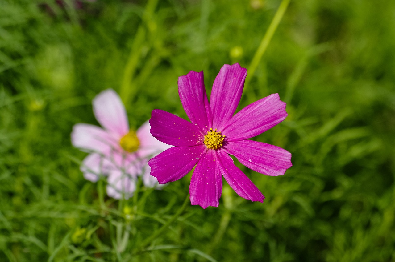 nature  flower  pink free photo