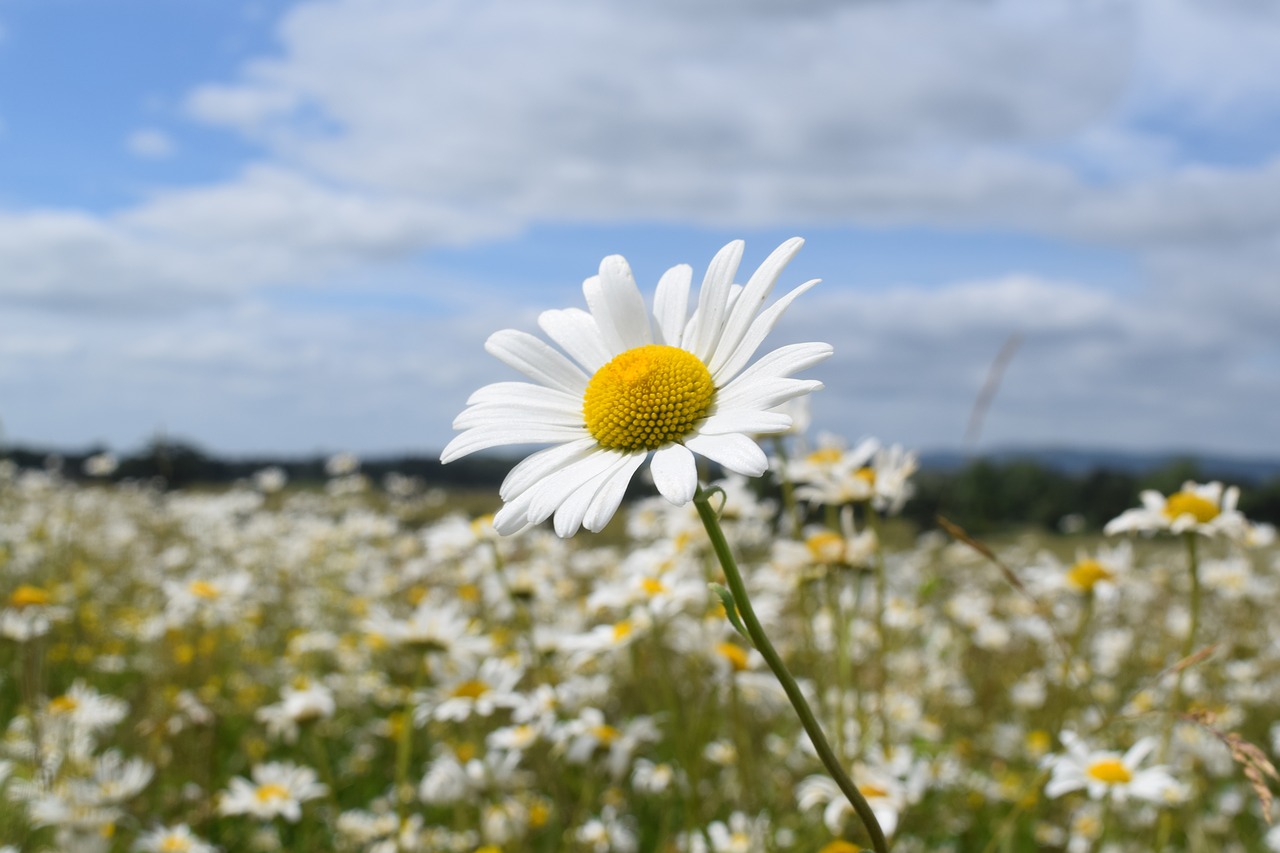 nature  flower field  outdoor free photo