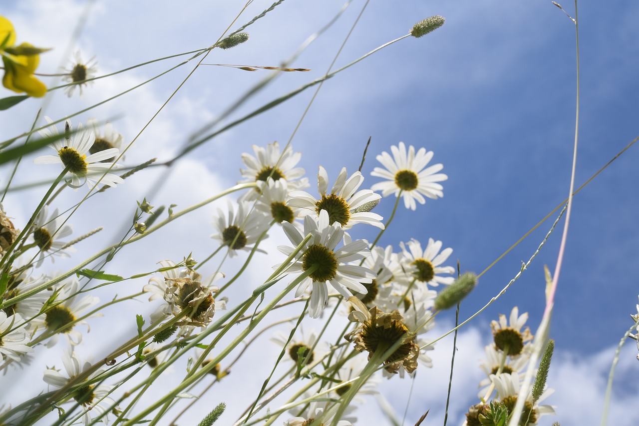 nature  daisies  field free photo