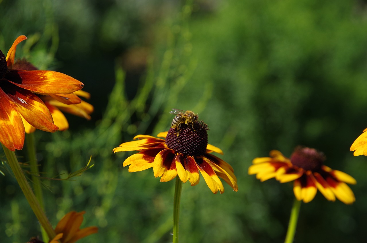 nature  flowers  meadow free photo