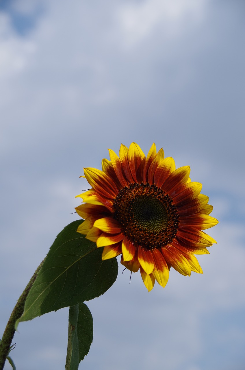 nature  flowers  summer free photo