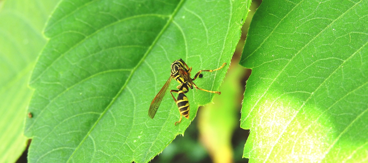 nature  macro  insect free photo