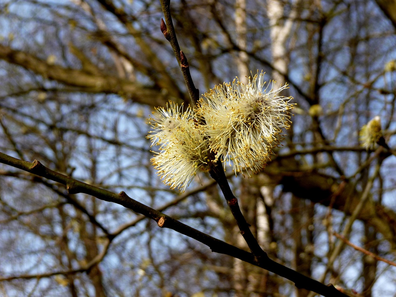 nature willow flower free photo