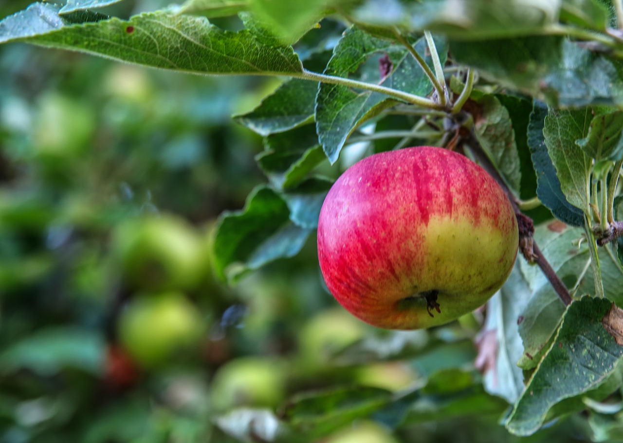 nature  plant  apple free photo