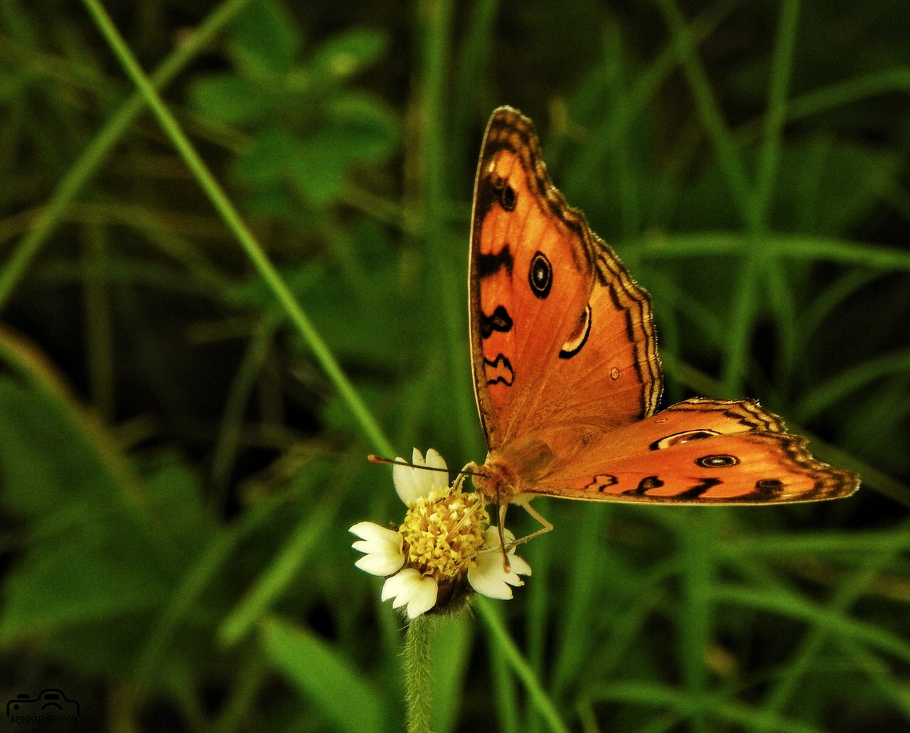 nature  butterfly  friend free photo