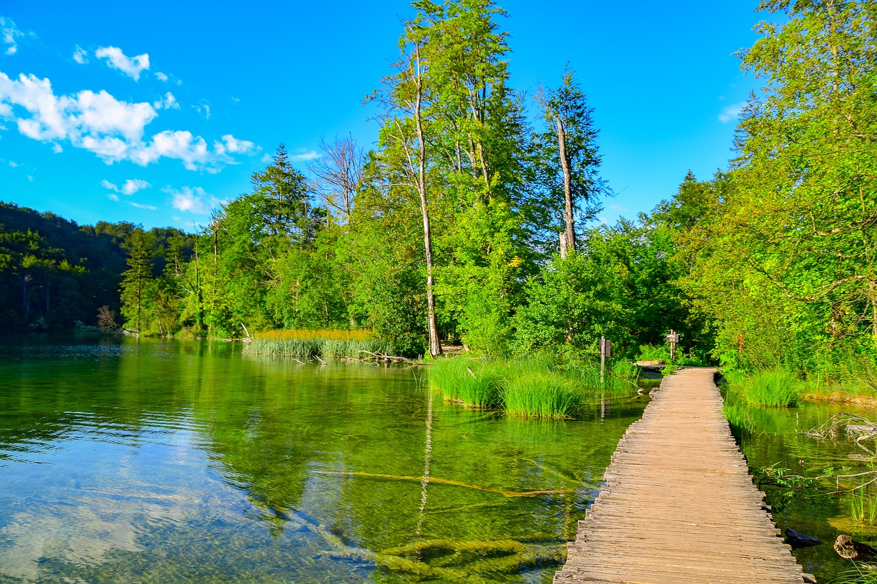 nature  web  water free photo