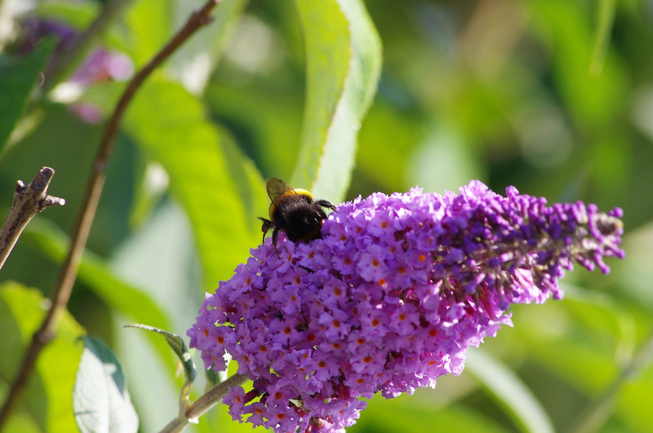 nature  insect  bee free photo