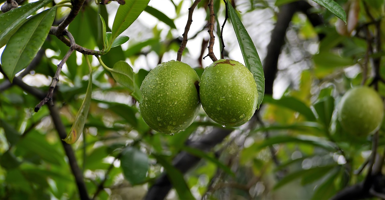 nature  fruit  plant free photo