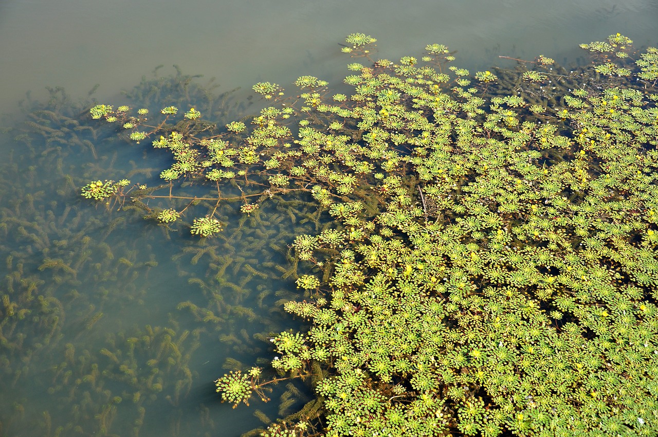 nature  aquatic  foliage free photo