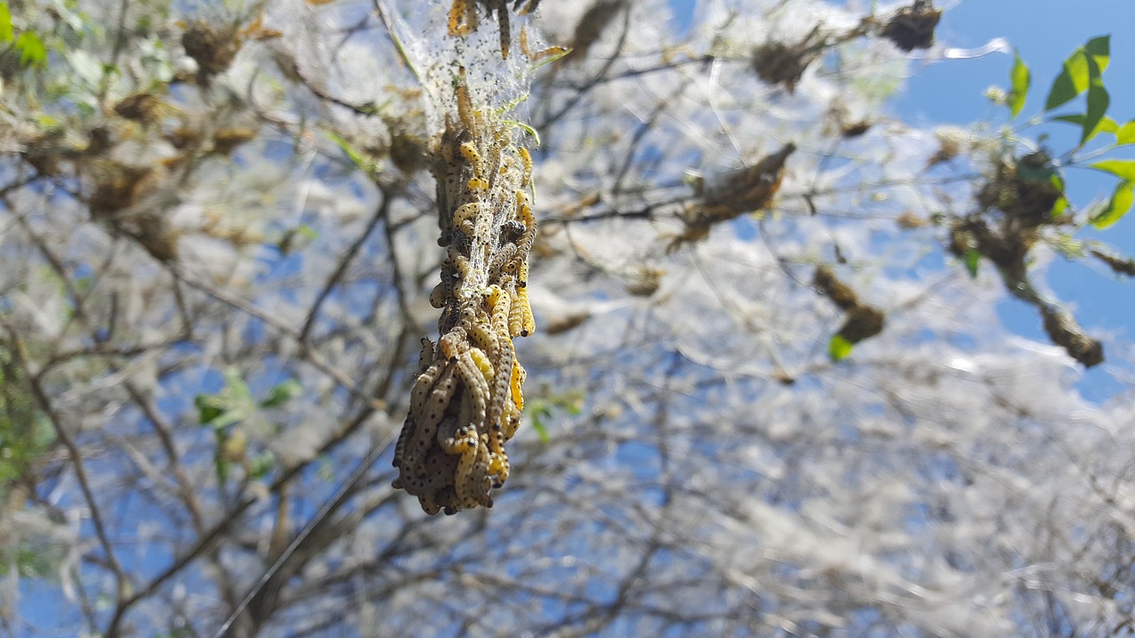 nature  insect  caterpillar free photo