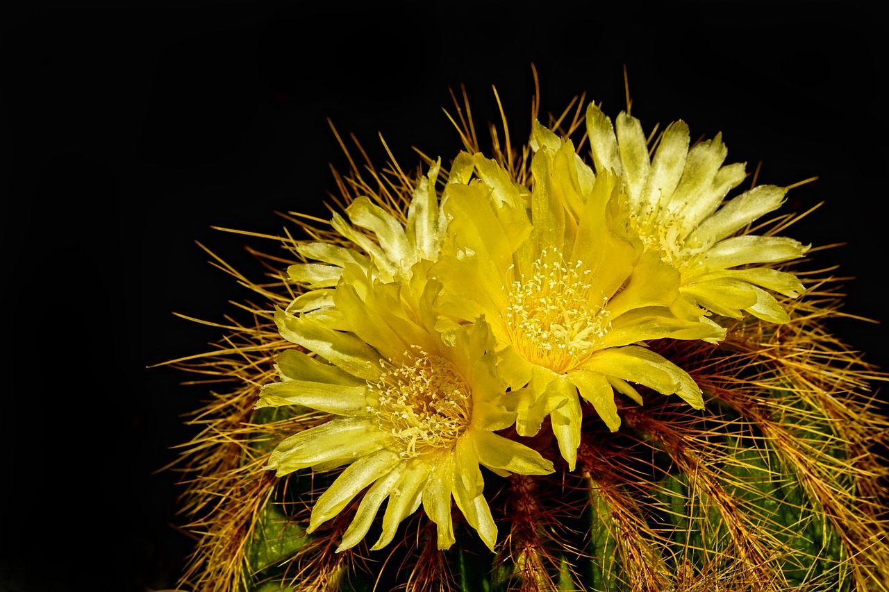 nature  plant  cactus free photo