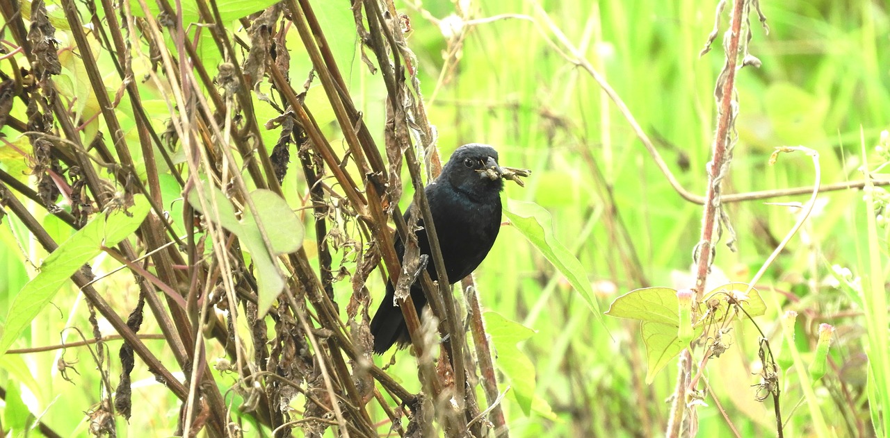 nature  ave  bird free photo