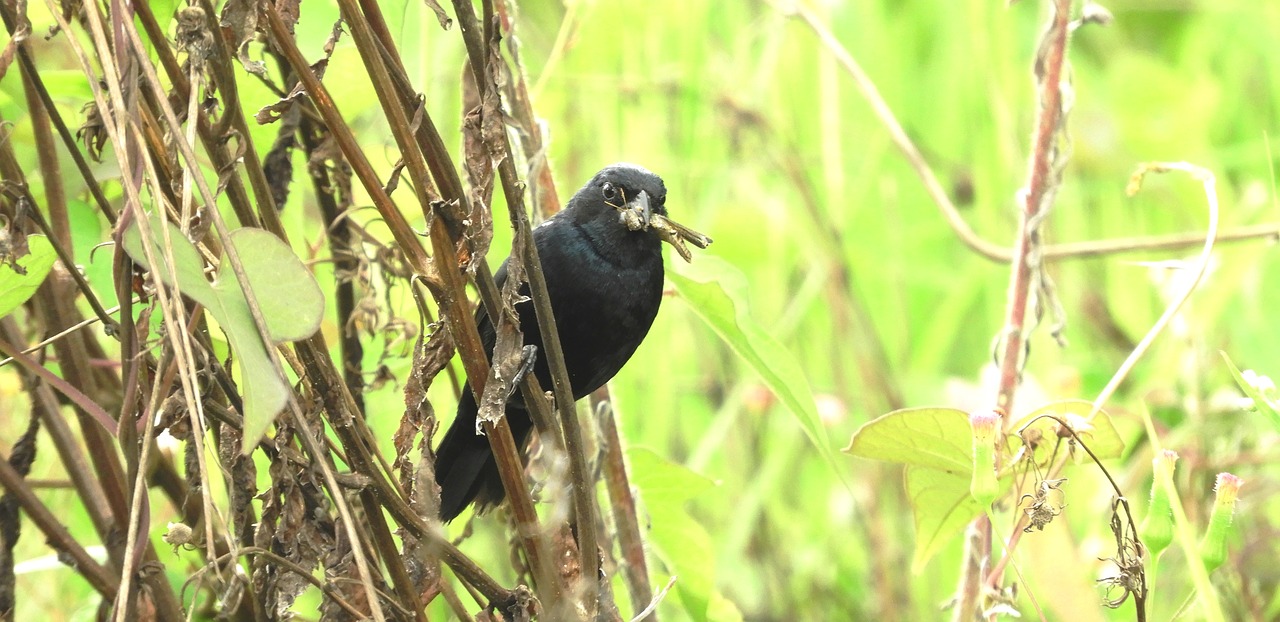 nature  ave  bird free photo