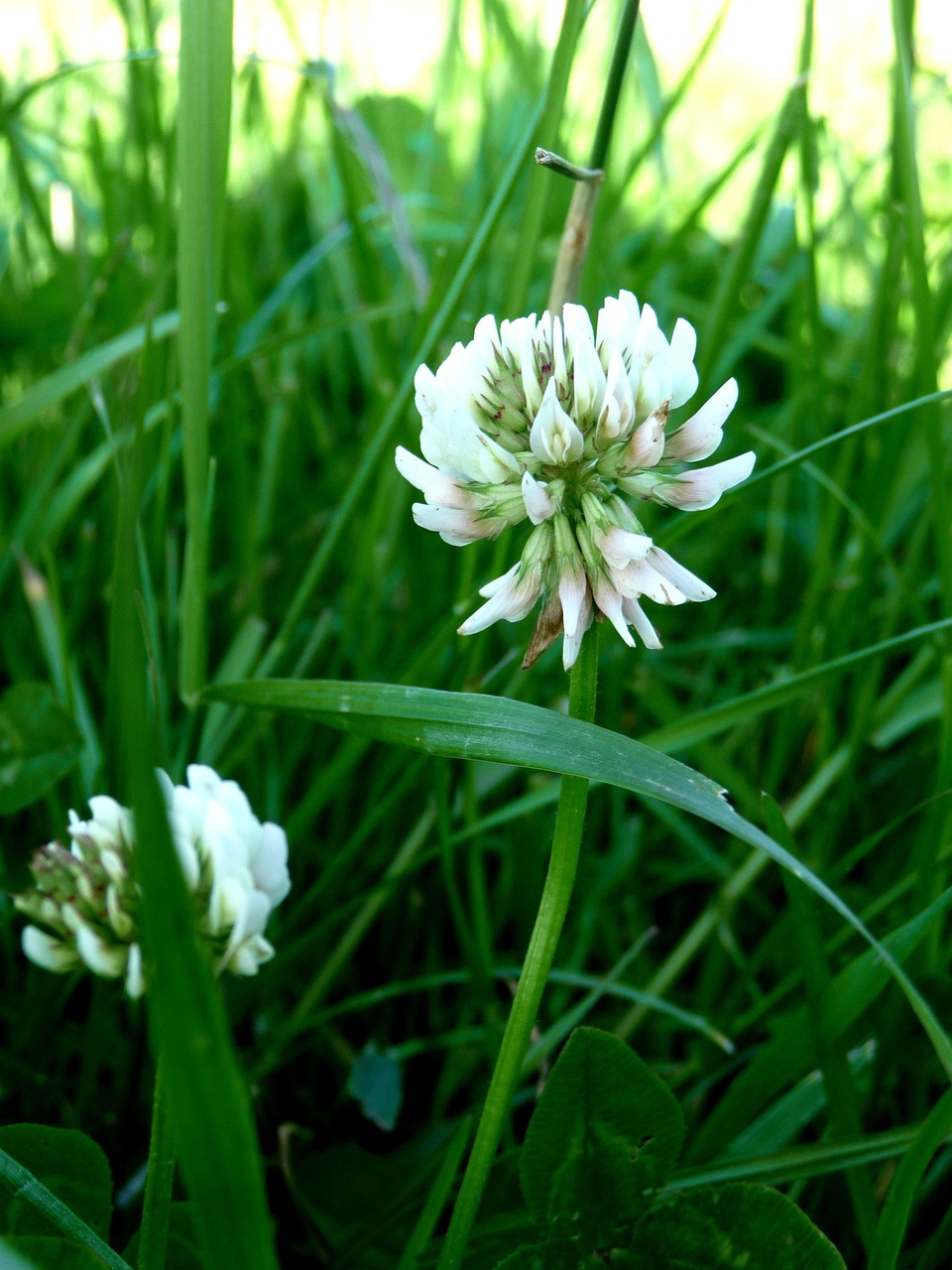 nature clover meadow free photo