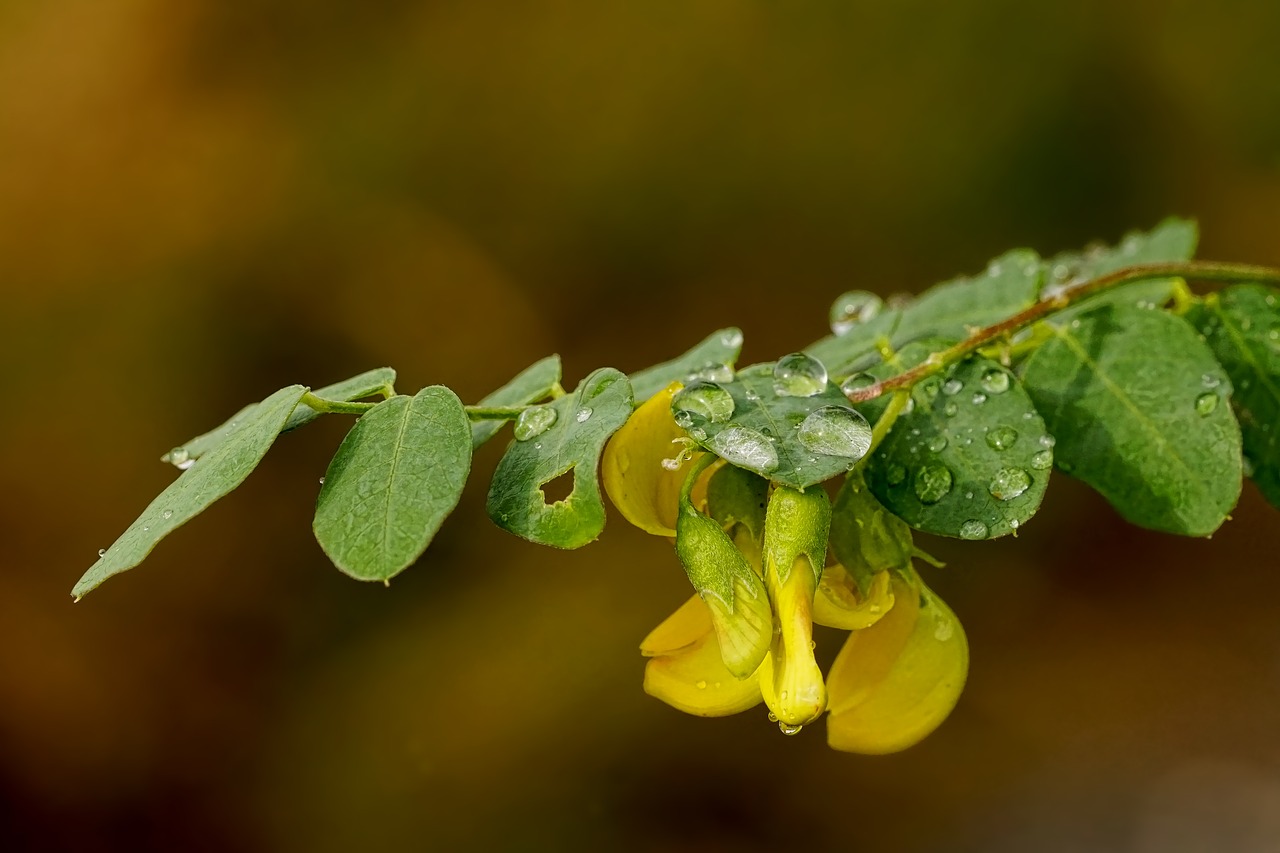 nature  plant  bush free photo