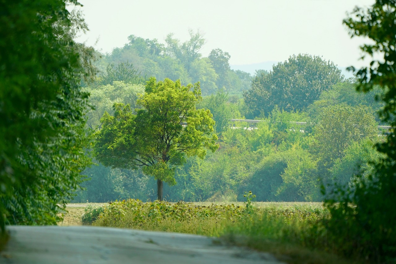 nature  trees  fields free photo