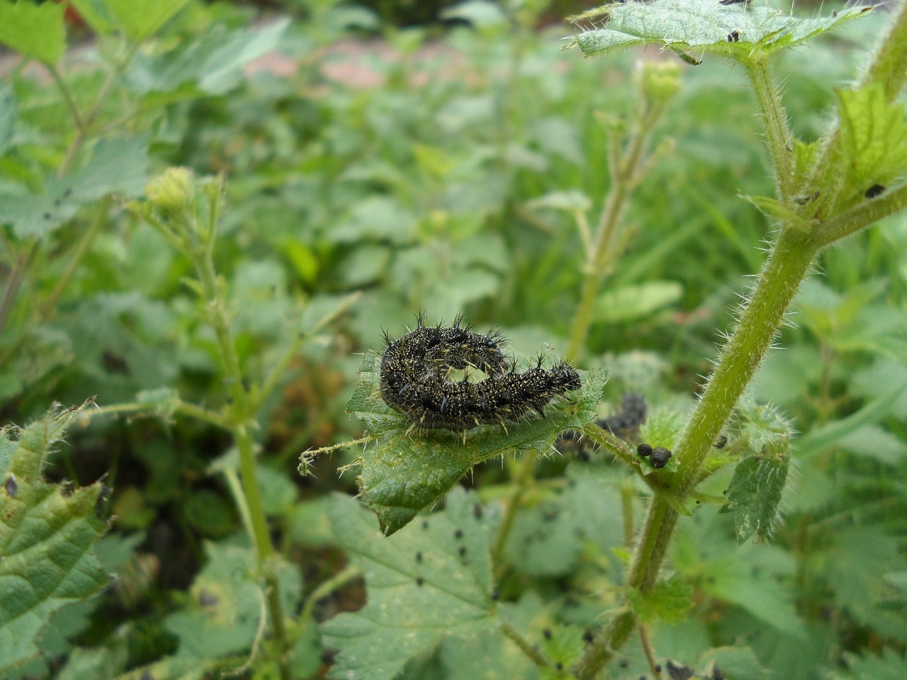 nature  caterpillar  bug free photo