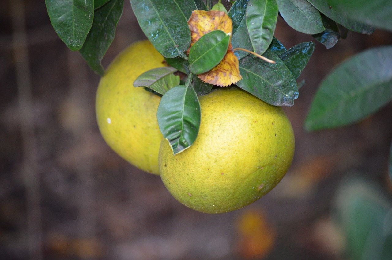 nature  fruit  tree free photo