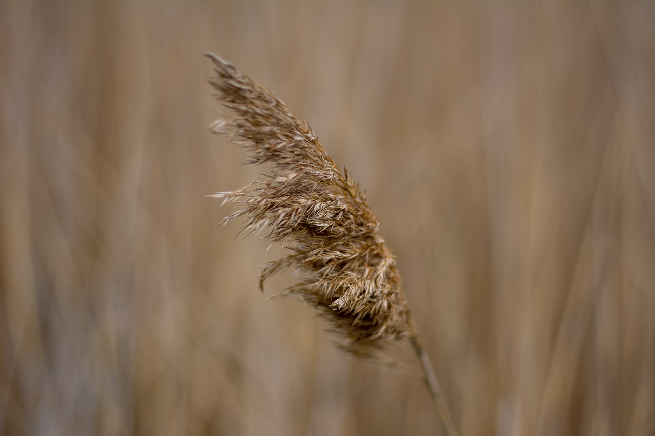 nature  wind  kolosok free photo