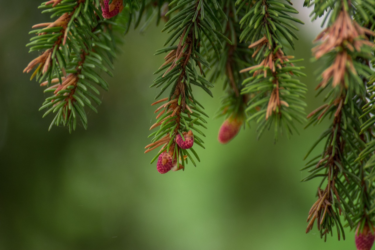 nature  spruce  trees free photo