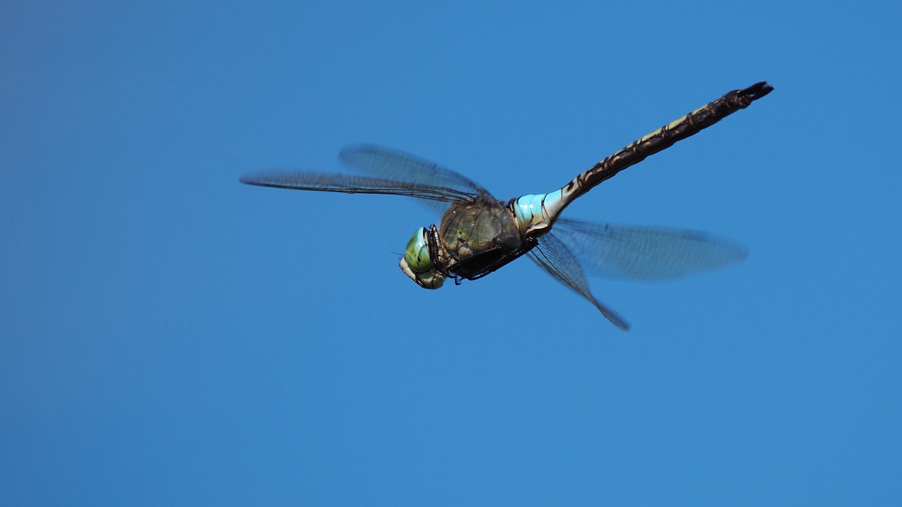 nature  insects  dragonfly free photo