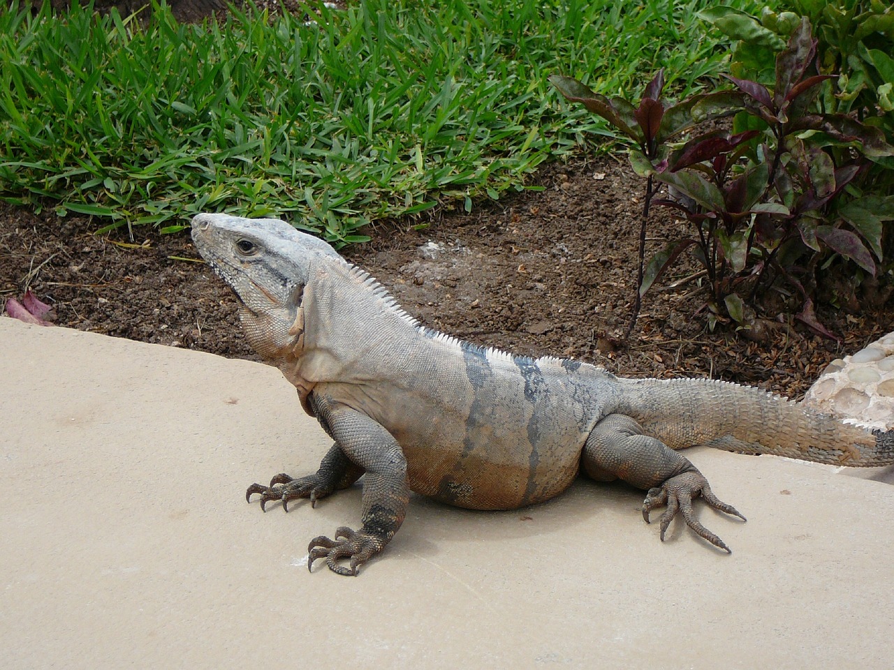 nature  lizard  reptile free photo