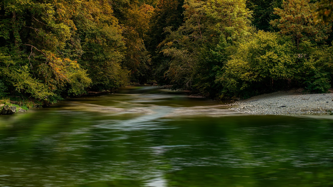 nature  landscape  forest free photo