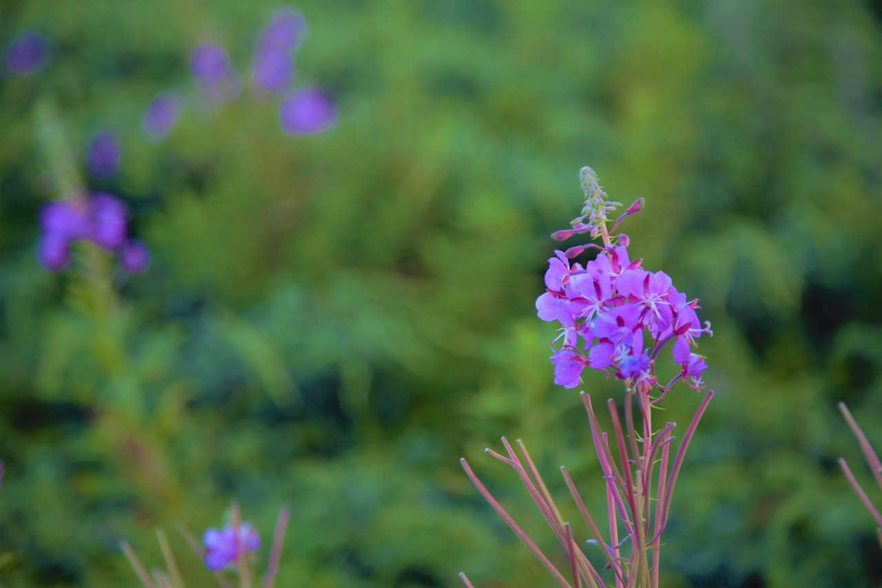 nature  flower  plant free photo