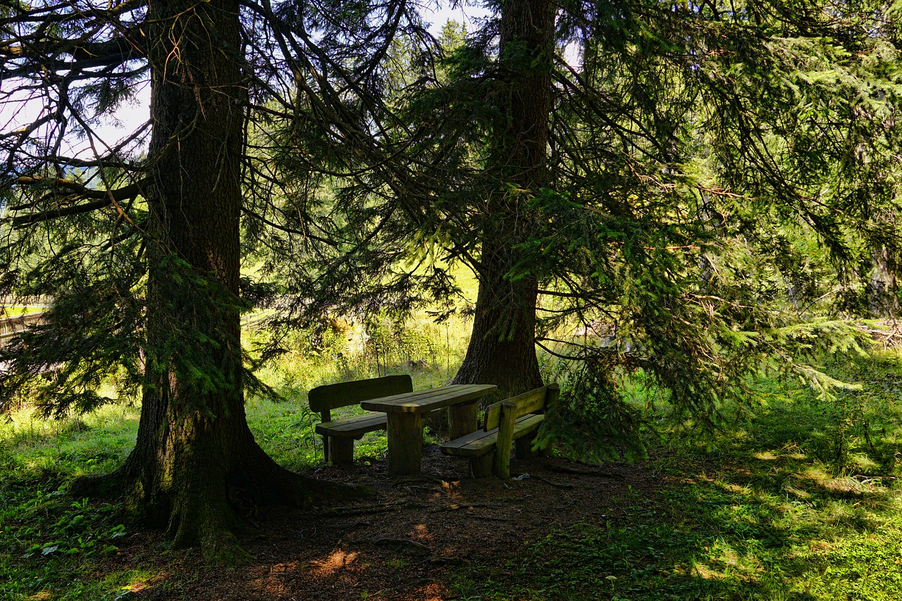 nature  trees  resting place free photo