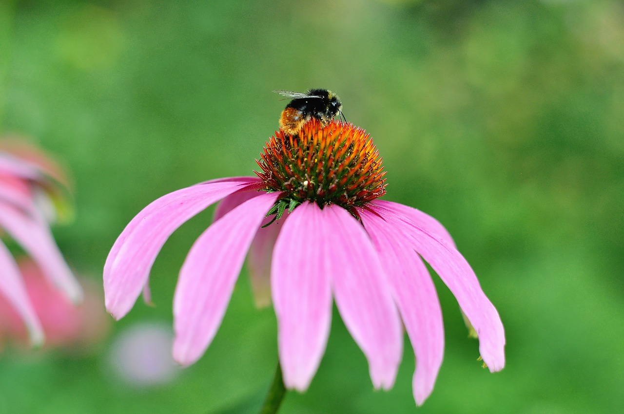 nature  flower  blossom free photo