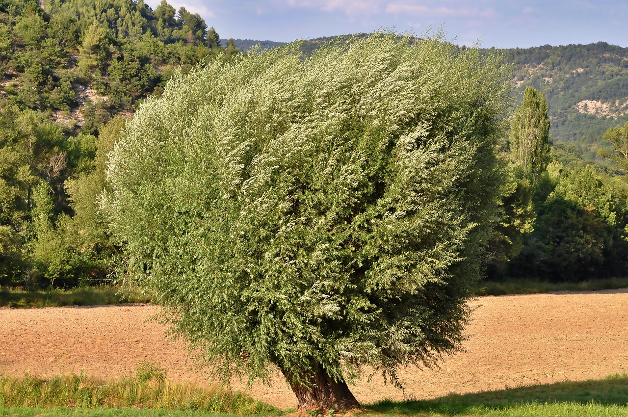 nature  tree  natural phenomenon free photo