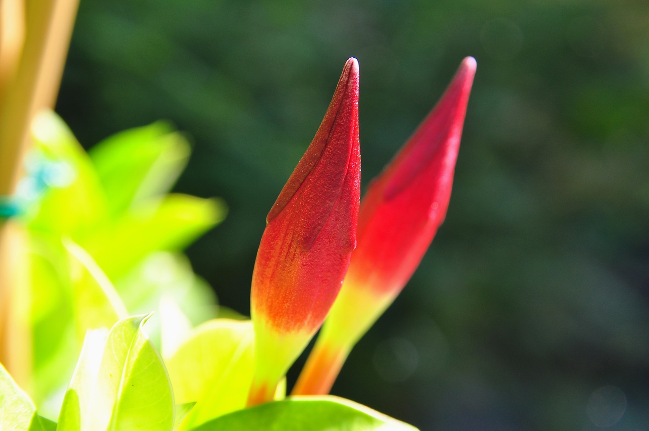 nature  plant  mandevilla free photo