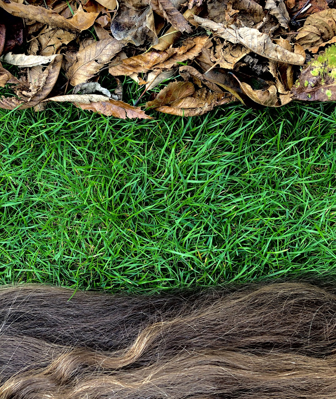 nature  grass  hair free photo