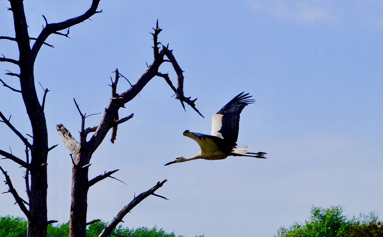 nature  stork  animals free photo