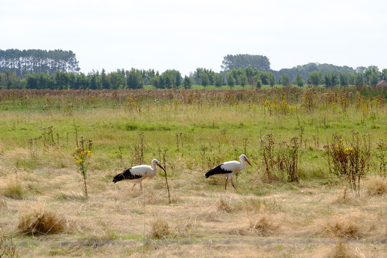 nature  stork  plumage free photo