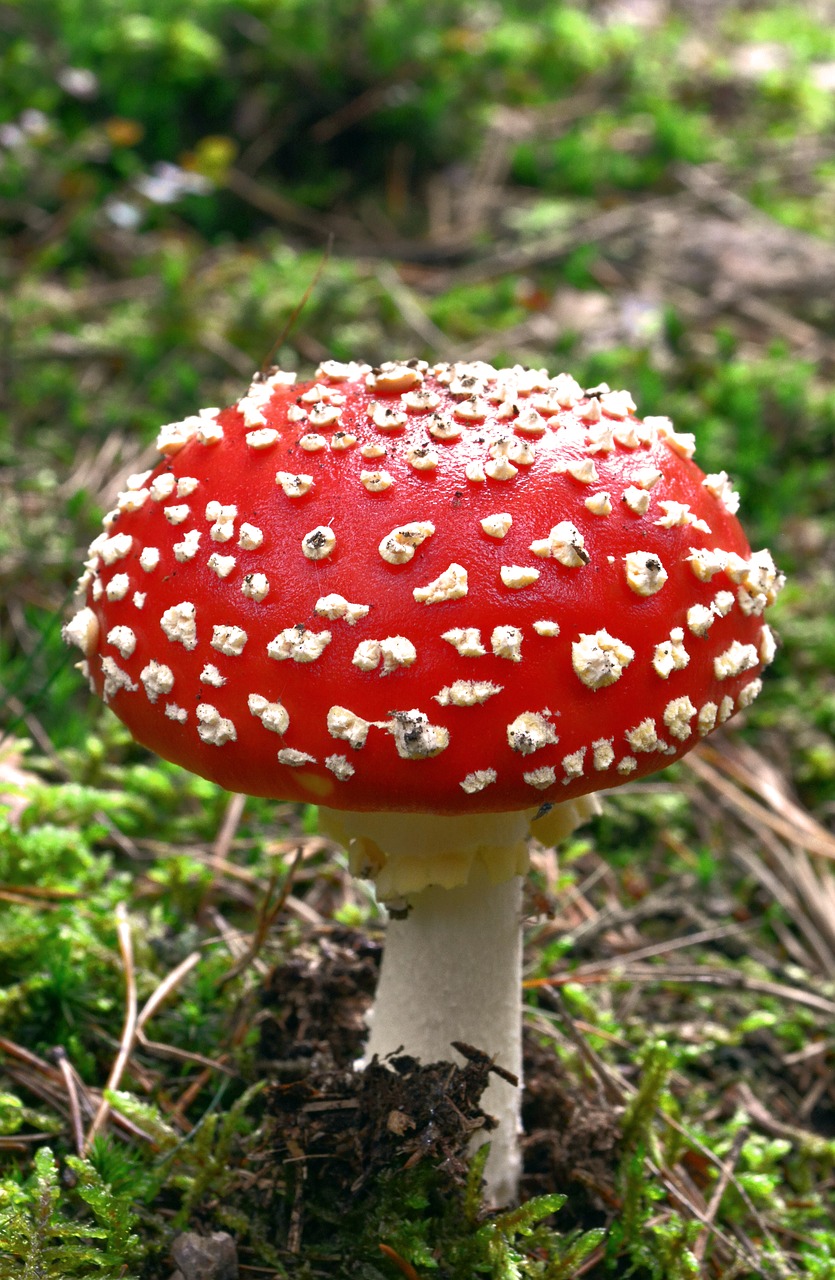 nature  forest  mushroom free photo