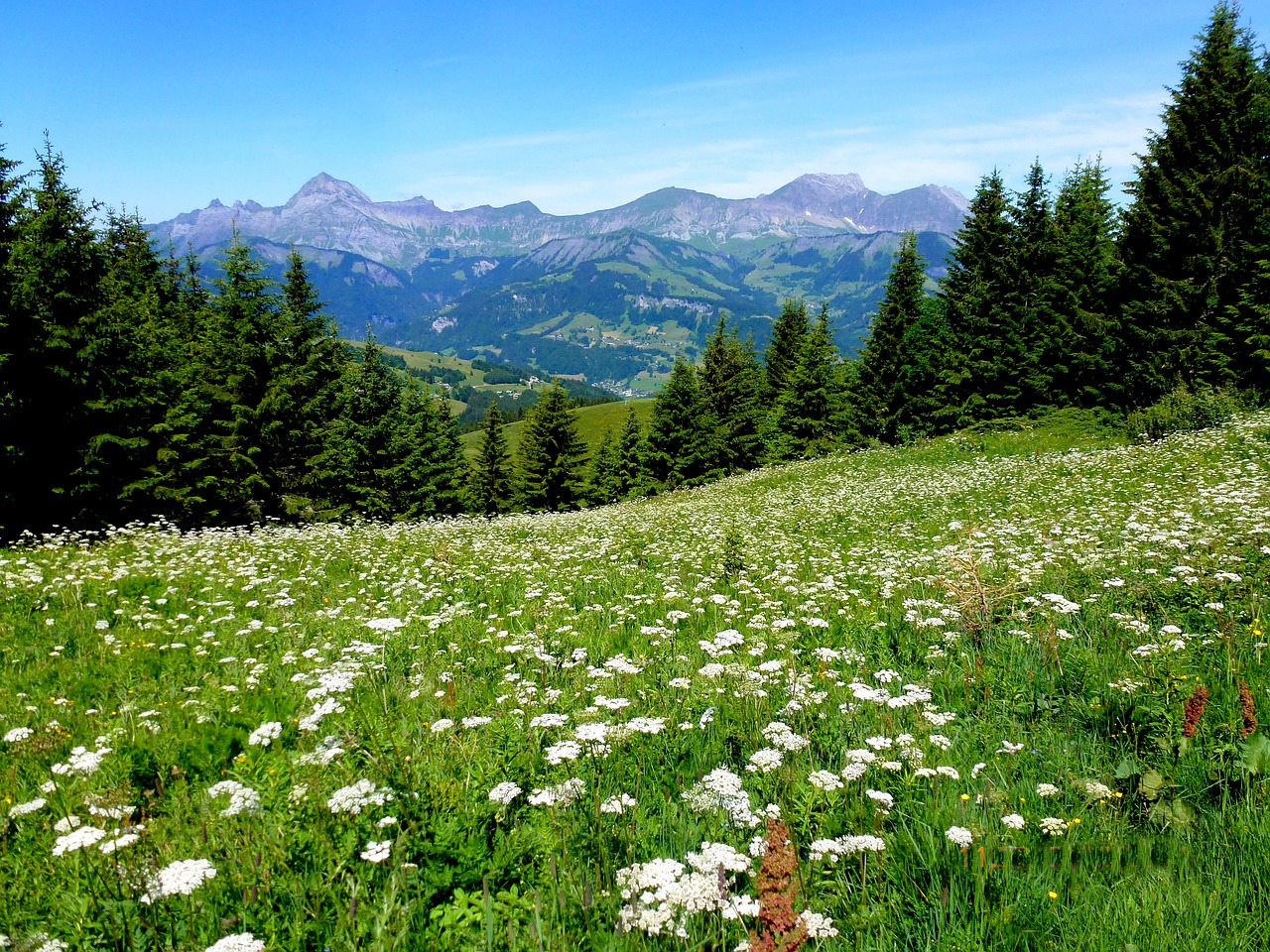 nature  alps  mountains free photo