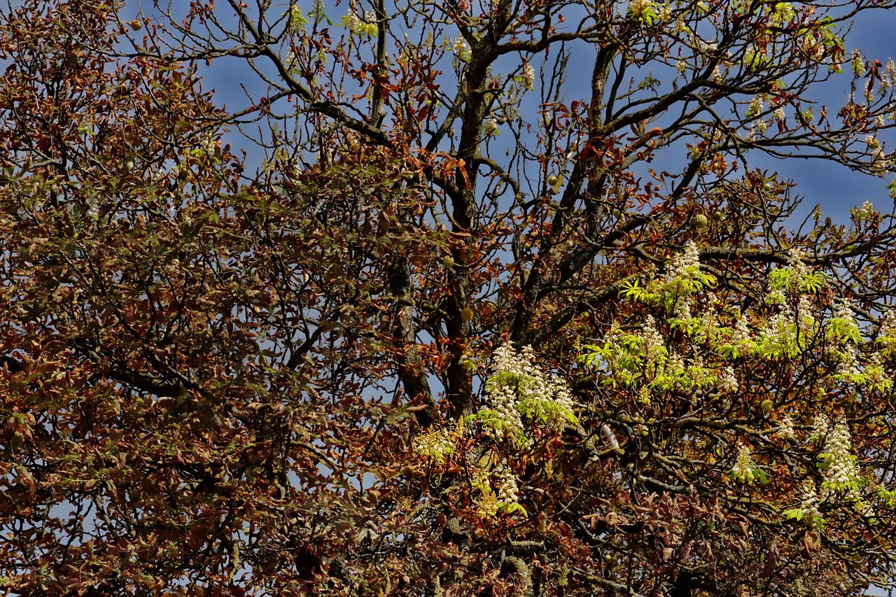 nature  tree  horse chestnut tree free photo