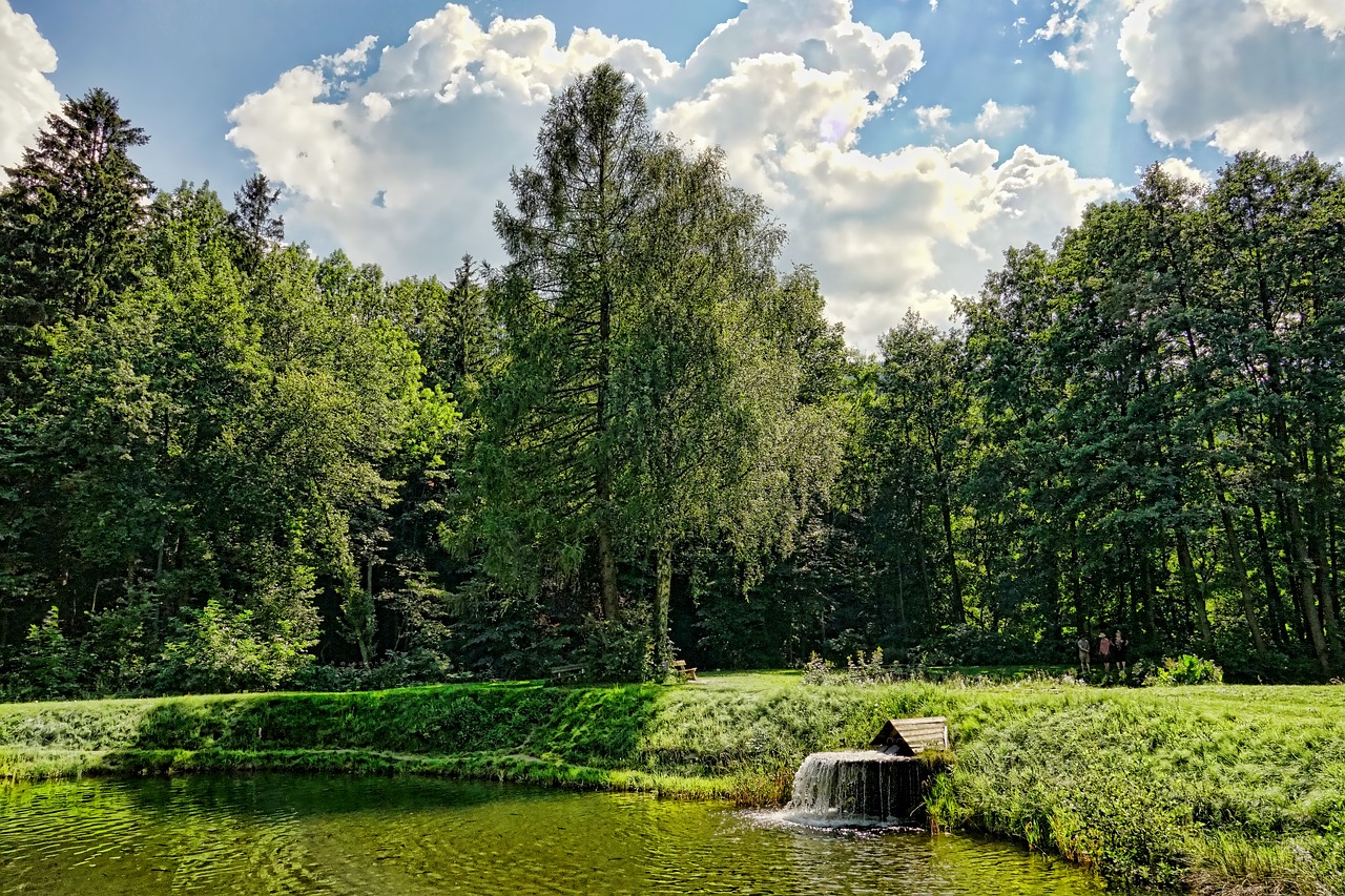 nature  forest  pond free photo