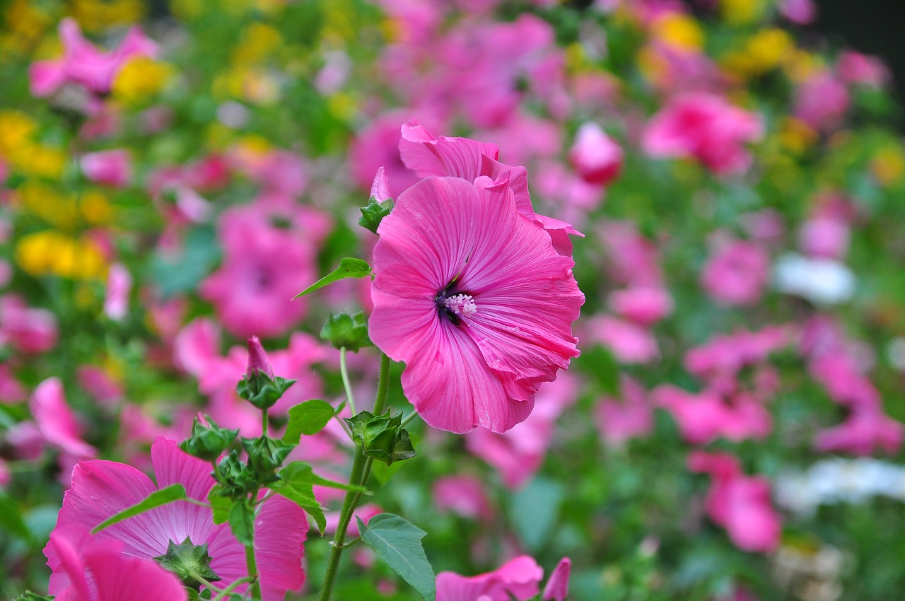 nature  flowers  field of flowers free photo