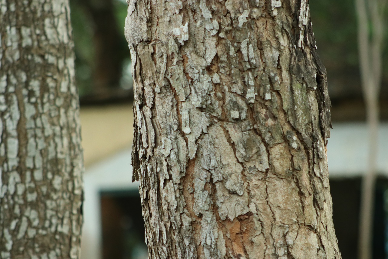 nature  tree  wood free photo