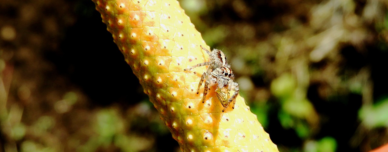 nature  macro  insect free photo