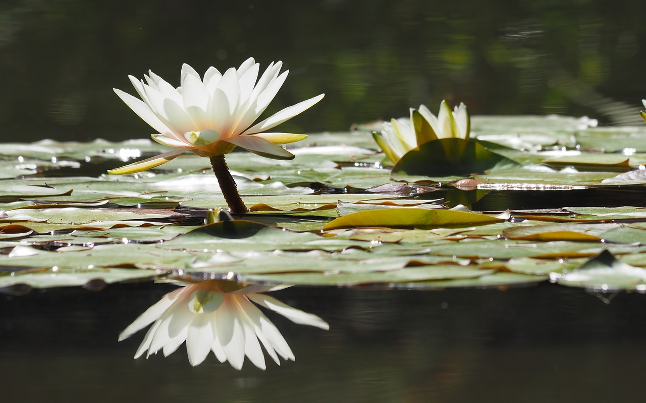 nature  plants  pond free photo