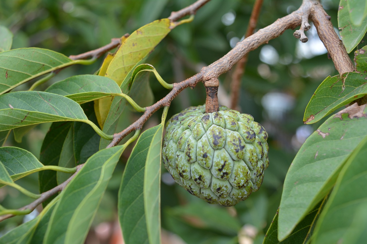 nature  green  food free photo