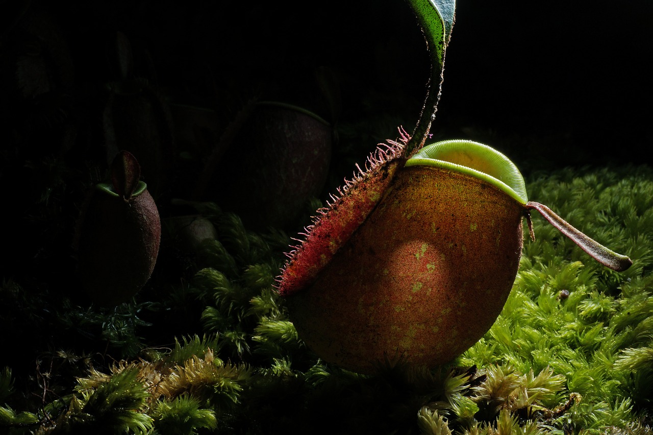 nature  pitcher plant  botanical free photo