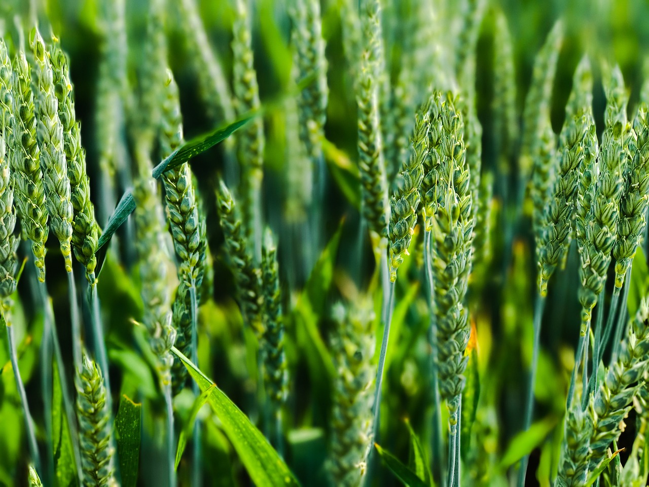 nature  wheat  field free photo