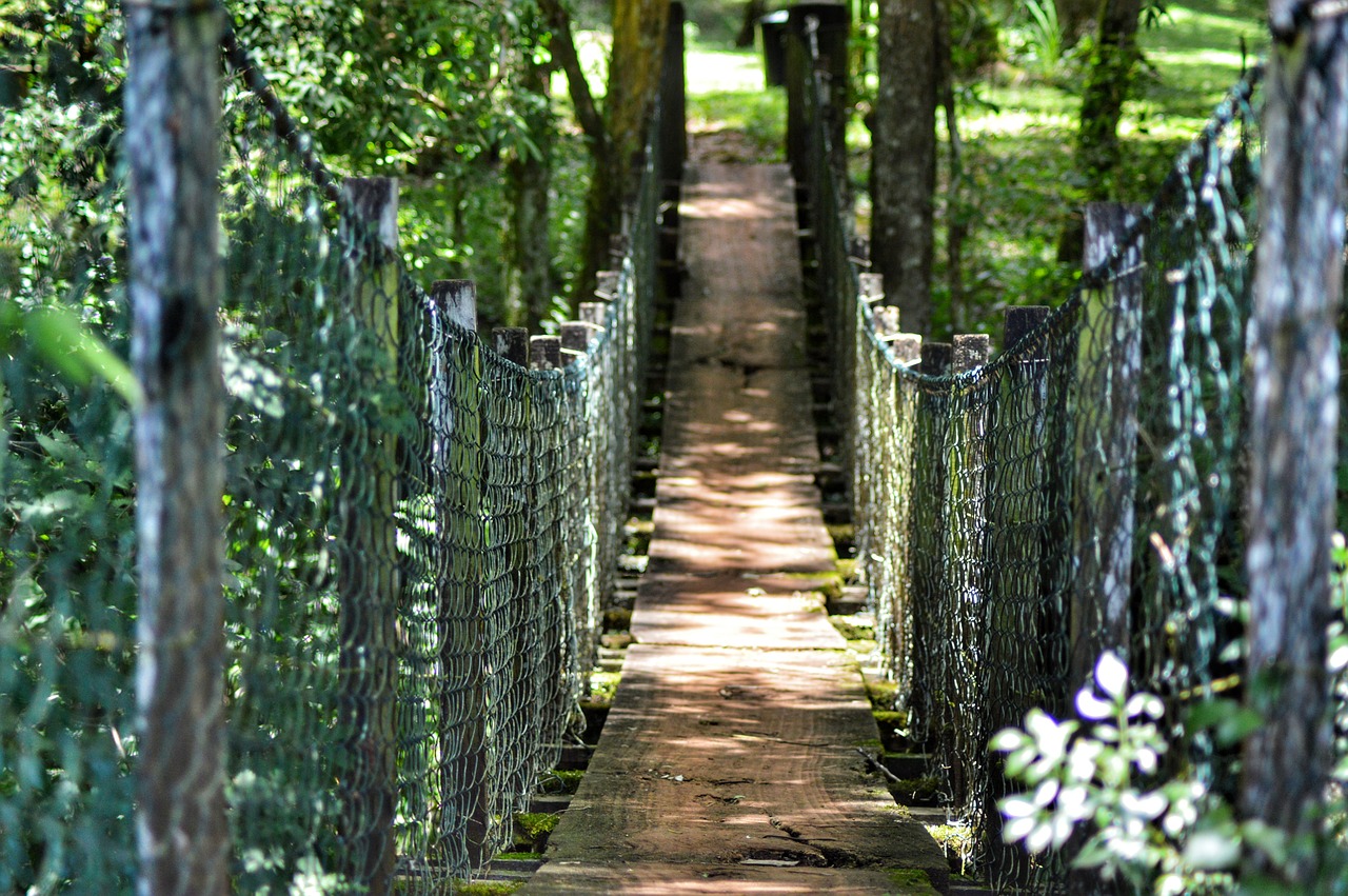 nature  bridge  trees free photo